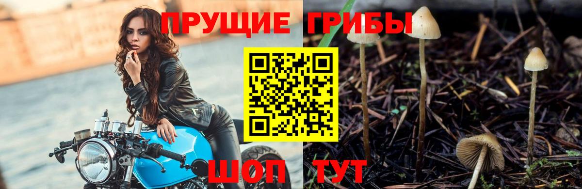Королёв  Псилоцибиновые грибы Psilocybine cubensis  Вход с VPN 
